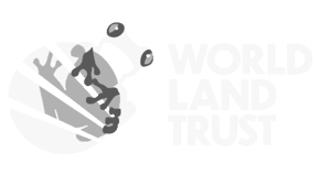 WLT Frog Logo White