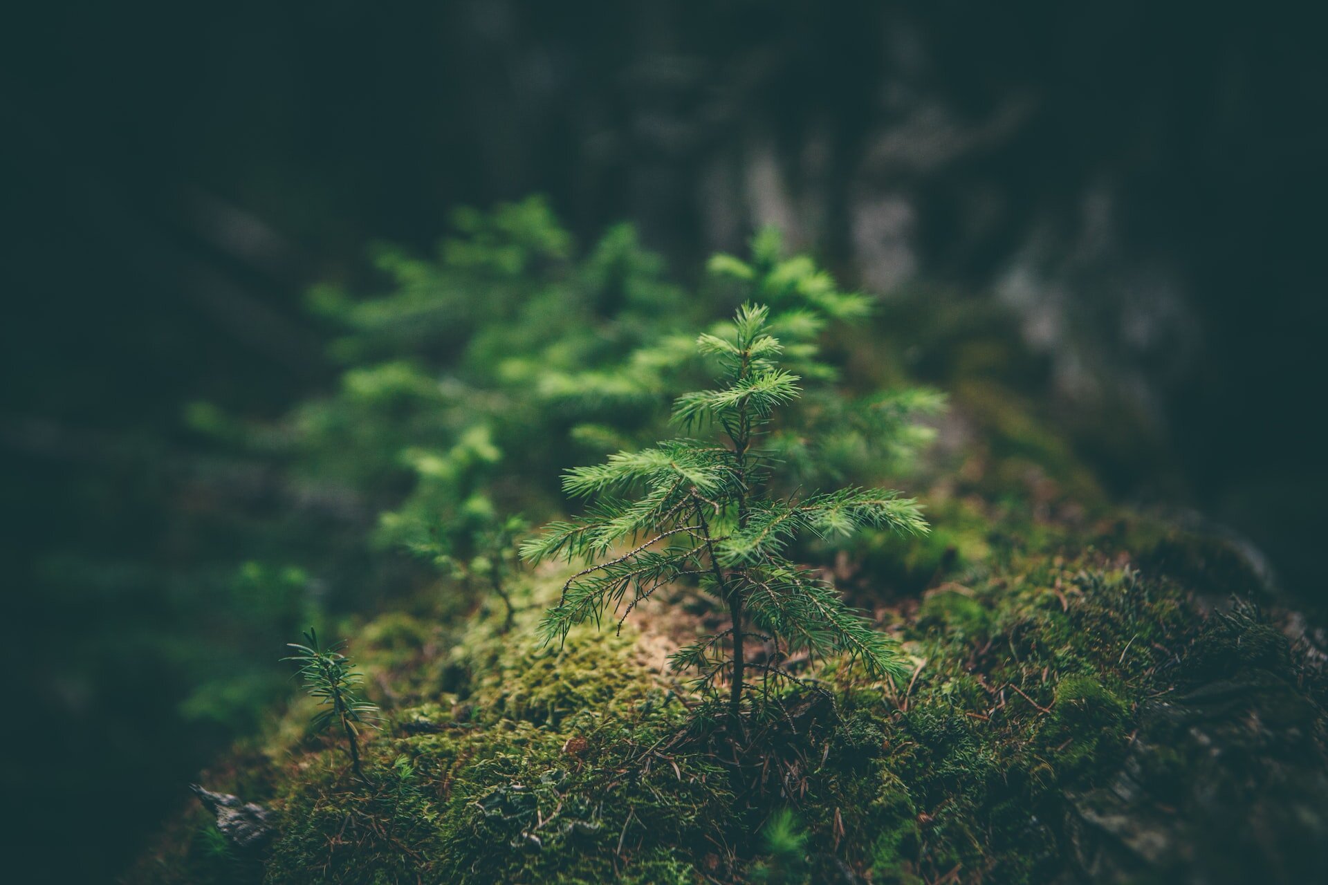 The Benefits of ESG Initiatives for Modern Businesses - And How The Cloud Can Help